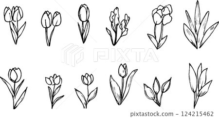 A collection of hand-drawn floral illustrations featuring various types of tulips and other flowers. Each flower is depicted with simple lines and details, showcasing their unique shapes and forms. A collection of hand-drawn floral illustrations featuring various types of tulips and other flowers. Each flower is depicted with simple lines and details, showcasing their unique shapes and forms. 124215462