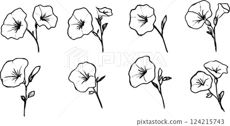 A collection of hand-drawn illustrations of petunia flowers, showcasing various angles and arrangements. The flowers are outlined in black with simple details, set against a white background. 124215743