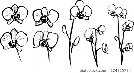 A collection of hand-drawn orchid flowers in various stages of bloom, showcasing their delicate petals and stems. The illustrations are in black and white, emphasizing the elegant shapes of the A collection of hand-drawn orchid flowers in various stages of bloom, showcasing their delicate petals and stems. The illustrations are in black and white, emphasizing the elegant shapes of the 124215754