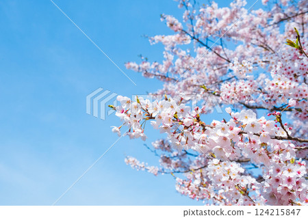 Cherry Blossoms	 124215847