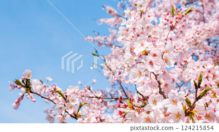 Cherry Blossoms	 124215854