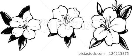 Three hand-drawn floral illustrations featuring blooming flowers with leaves. Each flower has distinct petals and a central stamen, showcasing artistic detail. 124215875