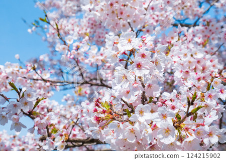 Cherry Blossoms Cherry Blossoms 124215902