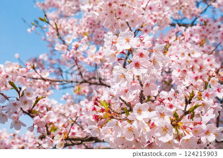 Cherry Blossoms Cherry Blossoms 124215903