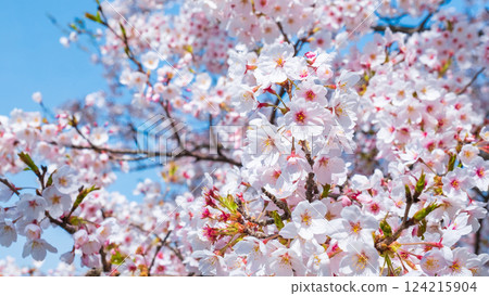 Cherry Blossoms Cherry Blossoms 124215904