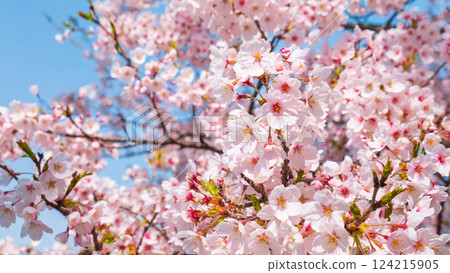 Cherry Blossoms	 124215905