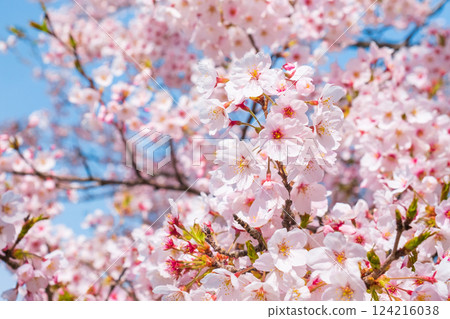 Cherry Blossoms Cherry Blossoms 124216038