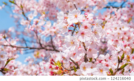 Cherry Blossoms	 124216040