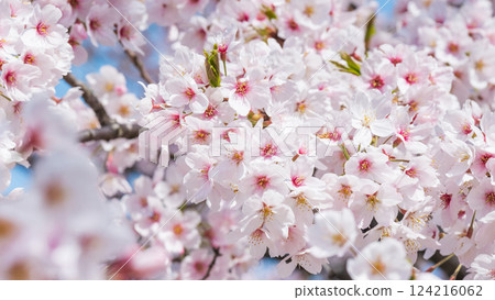 Cherry Blossoms Cherry Blossoms 124216062