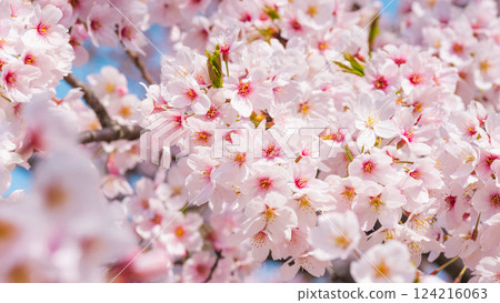 Cherry Blossoms Cherry Blossoms 124216063