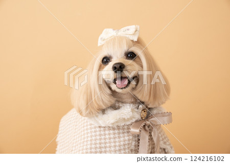 馬耳他犬 Panna 的近照，背部是米色 124216102
