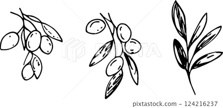 Three hand-drawn illustrations of olive branches with olives. The first shows a cluster of olives, the second features a branch with multiple olives, and the third displays a simple olive leaf design. 124216237