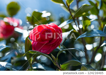 東京武藏村山野山北公園的山茶花 124216485