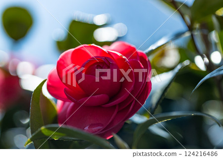 Camellia at Noyamakita Park in Musashimurayama, Tokyo 124216486