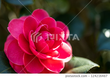 東京武藏村山野山北公園的山茶花 東京武藏村山野山北公園的山茶花 124216487