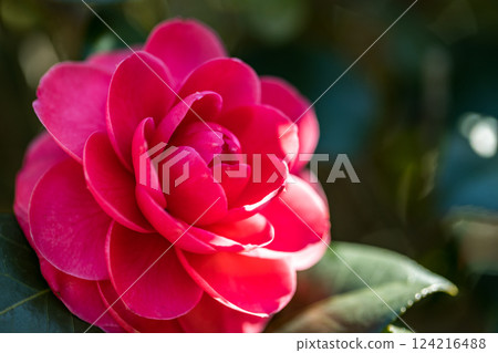 東京武藏村山野山北公園的山茶花 東京武藏村山野山北公園的山茶花 124216488