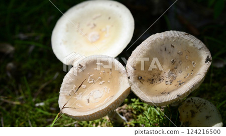 Mushrooms 124216500