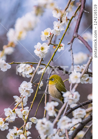 梅花, 池上梅園, 日本繡眼鳥, 春天 梅花, 池上梅園, 日本繡眼鳥, 春天 124216519