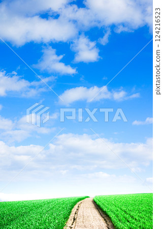 A typical Hokkaido scene with lush wheat fields and a road in the refreshing early summer 124216523