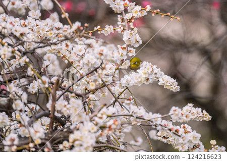 梅花, 池上梅園, 日本繡眼鳥, 春天 梅花, 池上梅園, 日本繡眼鳥, 春天 124216623