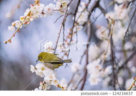 Plum Blossoms, Ikegami Plum Garden, Japanese White-eye, Spring 124216637