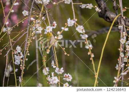 梅花, 池上梅園, 日本繡眼鳥, 春天 124216643