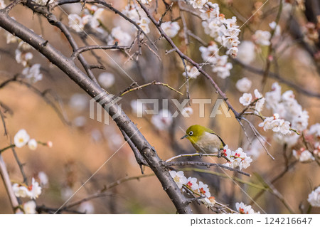 梅花, 池上梅園, 日本繡眼鳥, 春天 梅花, 池上梅園, 日本繡眼鳥, 春天 124216647