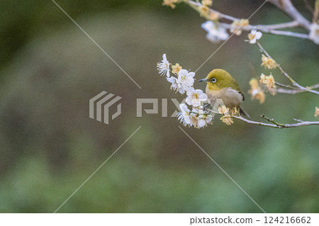 Plum Blossoms, Ikegami Plum Garden, Japanese White-eye, Spring 124216662