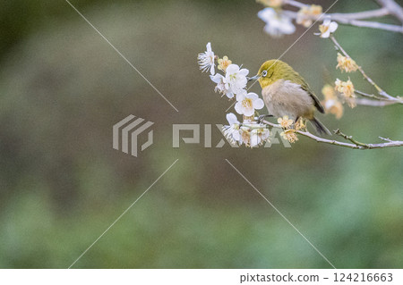 Plum Blossoms, Ikegami Plum Garden, Japanese White-eye, Spring 124216663