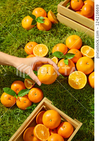 Background with many fresh oranges on the grass.Citrus Burst Orange are cut in half and into segments, scattered everywhere. The hand holds the orange horizontally, exposing the stem. Background with many fresh oranges on the grass.Citrus Burst Orange are cut in half and into segments, scattered everywhere. The hand holds the orange horizontally, exposing the stem. 124216669