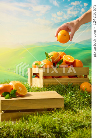 A white hand holds a round orange, revealing the surface with the stem. A wooden crate filled with oranges just harvested from the farm. A clear blue sky with rolling mountains in the background. 124216675