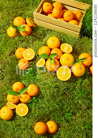 Oranges arranged naturally, some in small piles, some scattered across the grass. Orange segment was tightly packed, juicy. Water droplets remained on oranges, a few leaves mixed in between Oranges arranged naturally, some in small piles, some scattered across the grass. Orange segment was tightly packed, juicy. Water droplets remained on oranges, a few leaves mixed in between 124216680