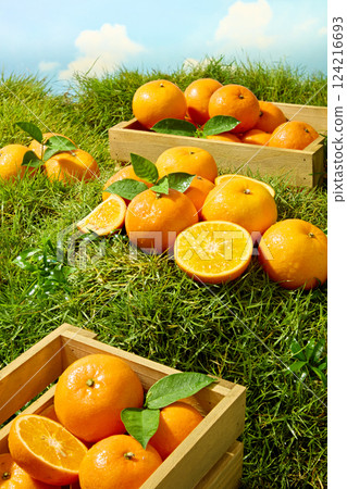 Wooden crate of ripe oranges placed on the grass. Some of the oranges are intact with rough skin, some have been cut in half, revealing the plump flesh. The sky is blue, with a few white clouds. Wooden crate of ripe oranges placed on the grass. Some of the oranges are intact with rough skin, some have been cut in half, revealing the plump flesh. The sky is blue, with a few white clouds. 124216693