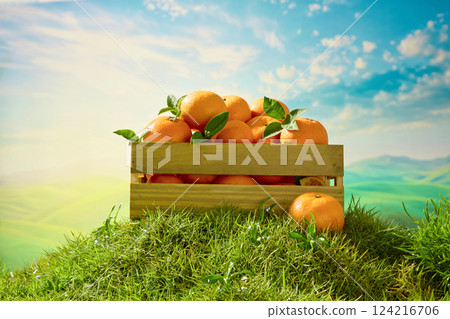 Wooden crate sits on a high mound of ground covered with green grass. Fresh oranges are stacked high, protruding from the top of the crate. The oranges lie on the ground half covered with grass.  124216706