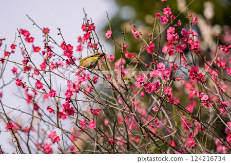 Plum Ikegami Plum Garden Spring White-eye Plum Garden Plum Ikegami Plum Garden Spring White-eye Plum Garden 124216734