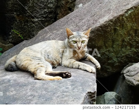 A cat relaxing on a stone at the ruins. A photo that exudes a tranquil and mysterious atmosphere. 124217155