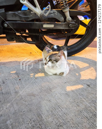 一隻三色貓端坐在摩托車下方——街角的瞬間快照 一隻三色貓端坐在摩托車下方——街角的瞬間快照 124217179