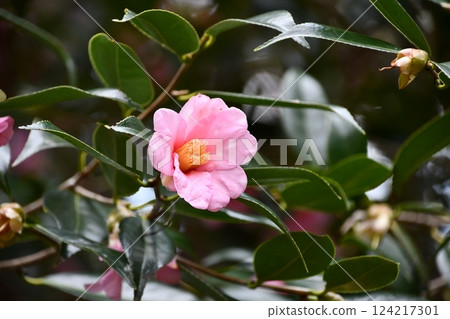 Camellia "Uraku" 124217301
