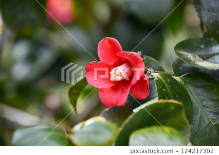 Tsubaki "Tenrinji Moonlight" 124217302