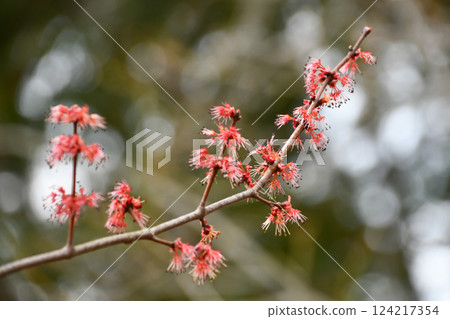 Silver maple Silver maple 124217354