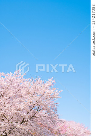 Cherry blossoms in full bloom and blue sky 124217388