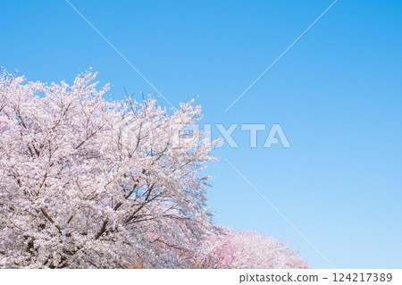櫻花盛開,藍藍的天空 櫻花盛開,藍藍的天空 124217389