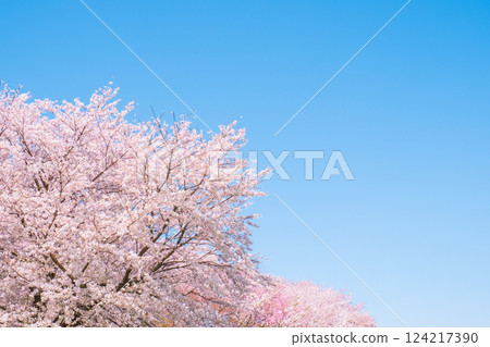 櫻花盛開,藍藍的天空 櫻花盛開,藍藍的天空 124217390