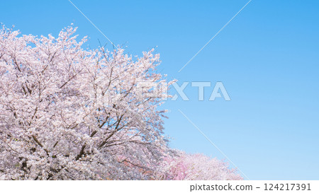 Cherry blossoms in full bloom and blue sky 124217391