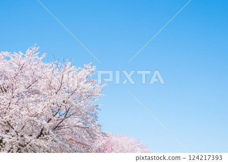Cherry blossoms in full bloom and blue sky 124217393