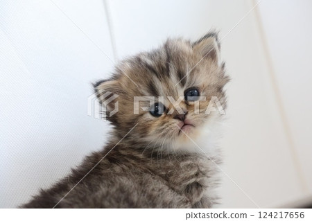 A kitten 124217656