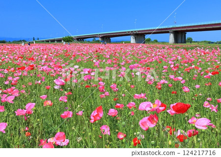 【埼玉縣】荒川（鴻巢）河畔的罌粟花田 124217716