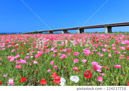 [Saitama Prefecture] Poppy fields on the banks of the Arakawa River (Konosu) 124217718