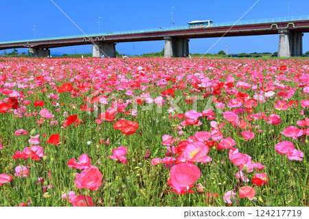 [Saitama Prefecture] Poppy fields on the banks of the Arakawa River (Konosu) 124217719