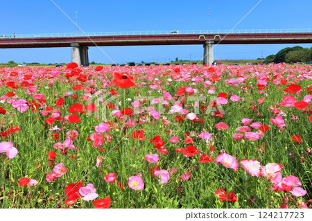 [Saitama Prefecture] Poppy fields on the banks of the Arakawa River (Konosu) 124217723